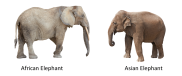 african_asian_elephant_comparison